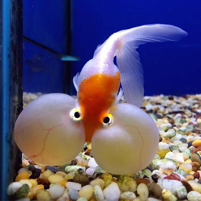 cute bubble-eye goldfish