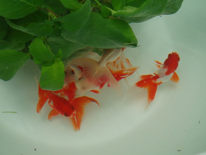 Breeding and fry care