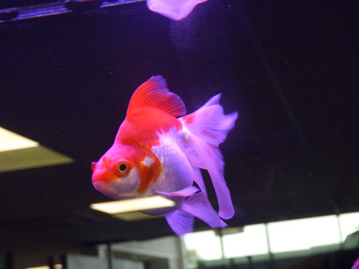 Red and white ryukin goldfish