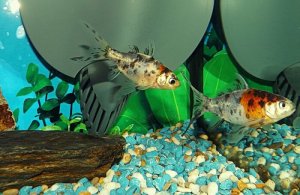 Read more about the article Shubunkin Goldfish Care Guide<span class="wtr-time-wrap after-title"><span class="wtr-time-number">9</span> min read</span>