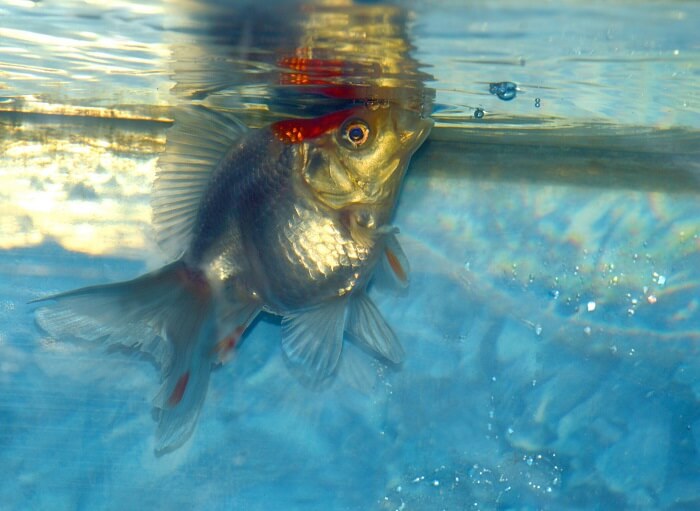 White and Red Ryukin Goldfish