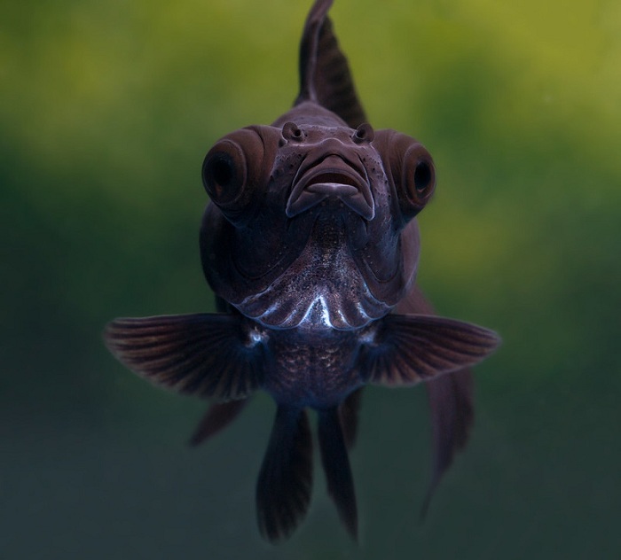 The top three black goldfish types