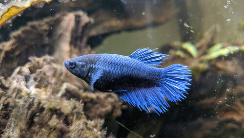 Species summary of purple betta fish