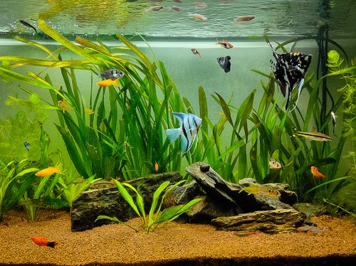 Best tankmates for altum angelfish