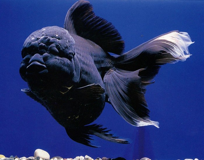 Black lionhead goldfish