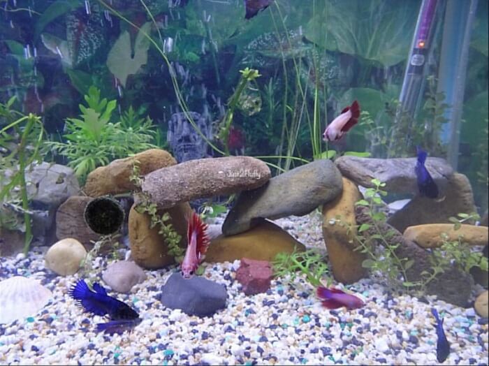 Breeding of purple betta fish