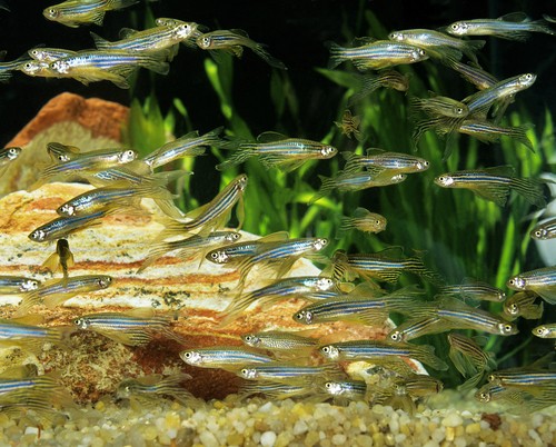 Breeding of zebra danio