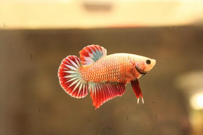 Behavior and temperament in halfmoon betta fish