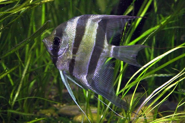 Feeding altum angelfish