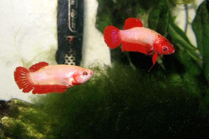 Do male and female betta fish sleep differently