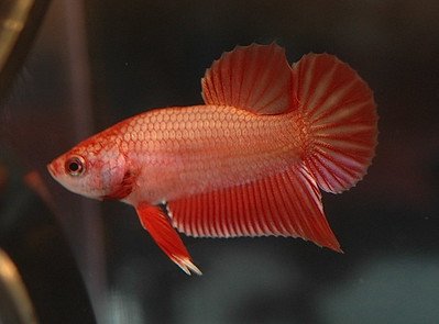 Female Halfmoon Betta Fish.