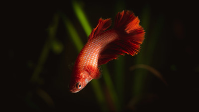 Female halfmoon red betta