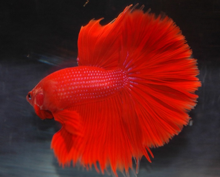 Temperament and personality in red betta fish