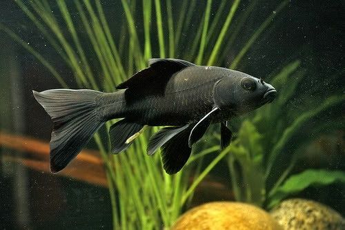 Black comet goldfish