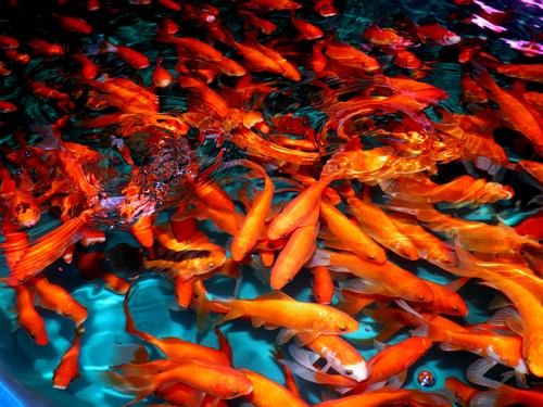 Breeding for goldfish 