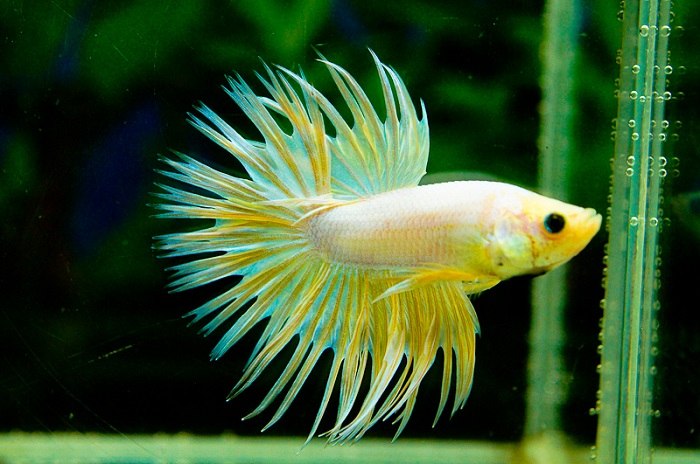 Sourcing and choosing a halfmoon betta fish