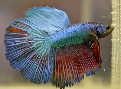 Male Halfmoon Betta Fish