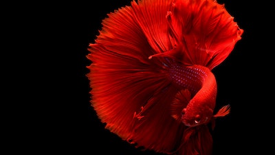 Male rose petal red betta