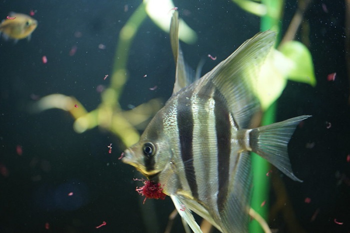 Pests and diseases in altum angelfish