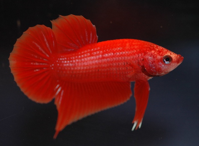 Red betta fish size