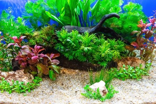 Setting up a community tank of angelfish 