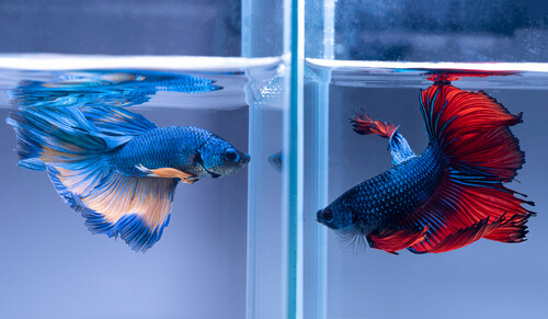 Using a divided tank of betta fish