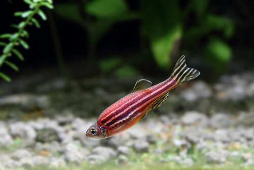 Zebra danio glofish diet