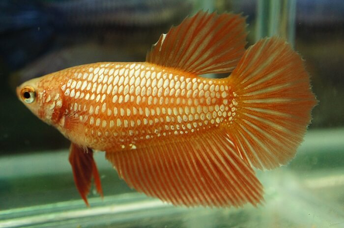 male halfmoon betta fish