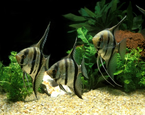 How many angelfish in a 75-gallon tank?