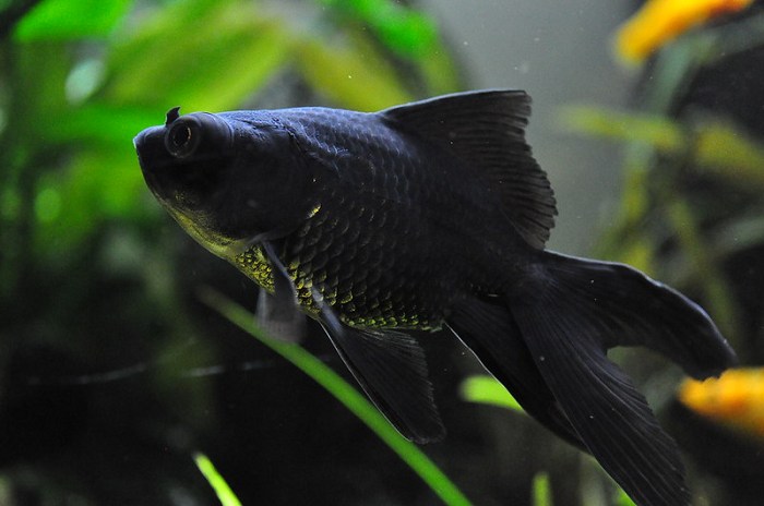 Are black goldfish hard to find