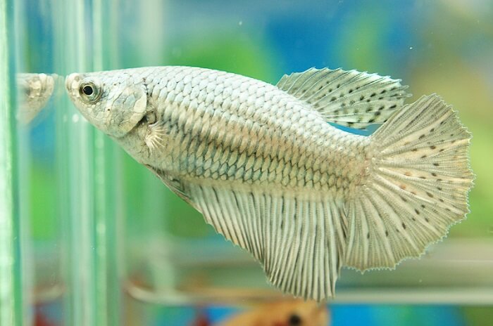 Feeding to halfmoon betta fish 