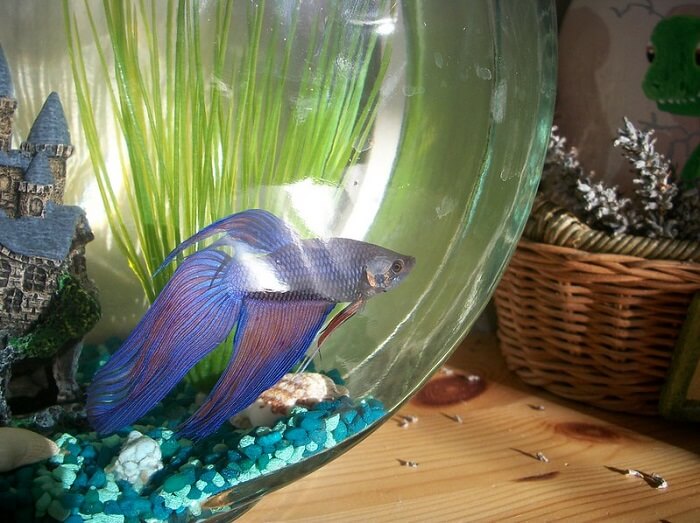 The purple betta fish