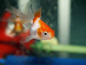 Read more about the article 5 Main Goldfish Lifespan Factors<span class="wtr-time-wrap after-title"><span class="wtr-time-number">7</span> min read</span>