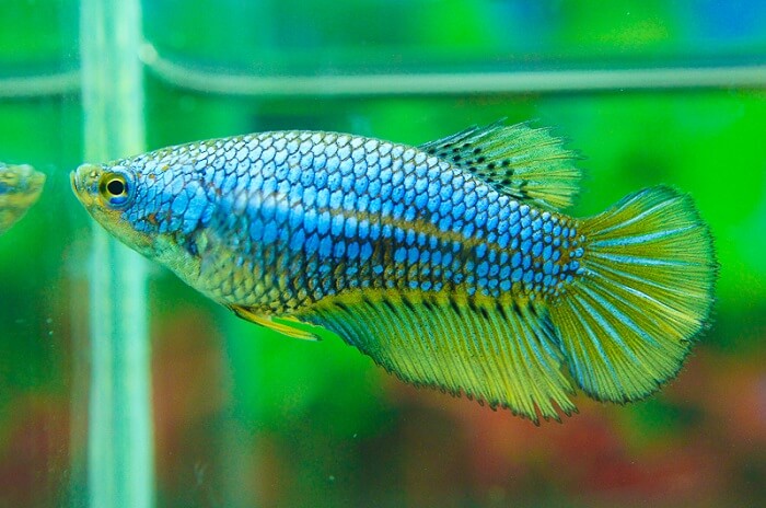 Species summary of halfmoon betta fish