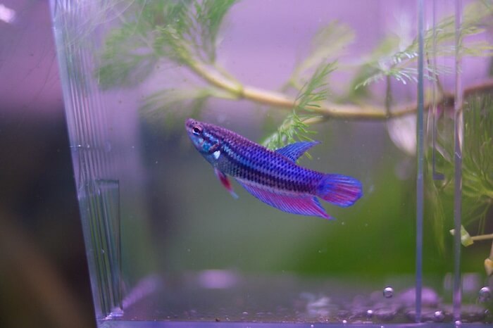 Feeding of purple betta fish