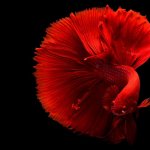 Red Betta Fish Care Guide