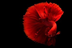 Read more about the article Red Betta Fish Care Guide<span class="wtr-time-wrap after-title"><span class="wtr-time-number">17</span> min read</span>