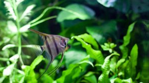 Read more about the article Altum Angelfish Care Guide<span class="wtr-time-wrap after-title"><span class="wtr-time-number">9</span> min read</span>