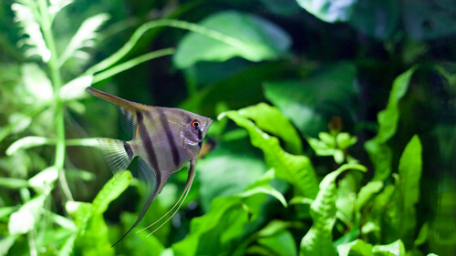 Are freshwater angelfish easy to keep?