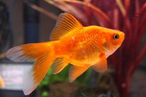 Read more about the article How Big Do Goldfish Get?<span class="wtr-time-wrap after-title"><span class="wtr-time-number">6</span> min read</span>