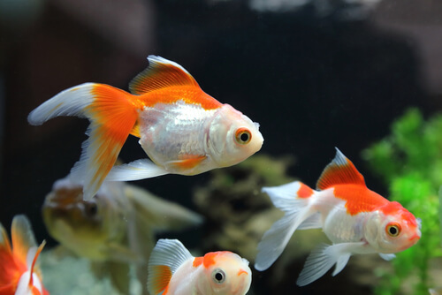 What else affects the average goldfish lifespan?