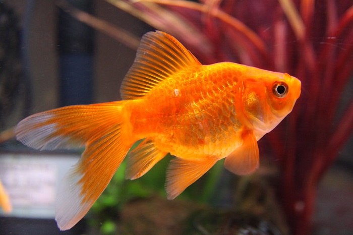 How Big Do Goldfish Get? - Your Aquarium Place