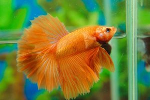 Read more about the article Halfmoon Betta Fish Care Guide<span class="wtr-time-wrap after-title"><span class="wtr-time-number">9</span> min read</span>