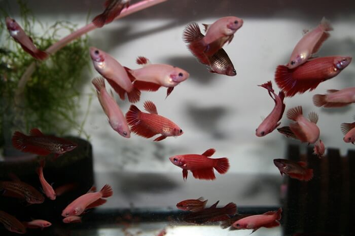 Breeding of halfmoon betta fish