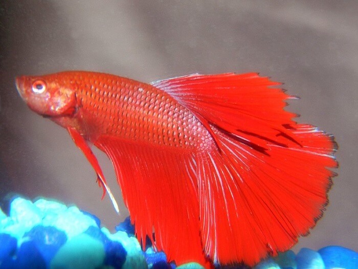 Pests and diseases in halfmoon betta fish