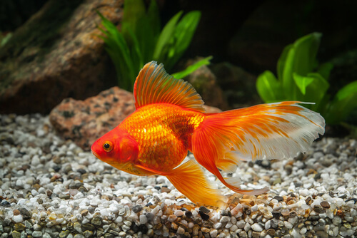 Common health concerns for goldfish