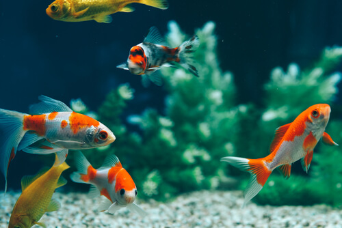 Types of goldfish and color variations