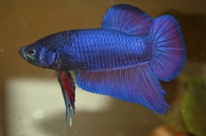 Read more about the article Purple Betta Fish Care Guide<span class="wtr-time-wrap after-title"><span class="wtr-time-number">9</span> min read</span>