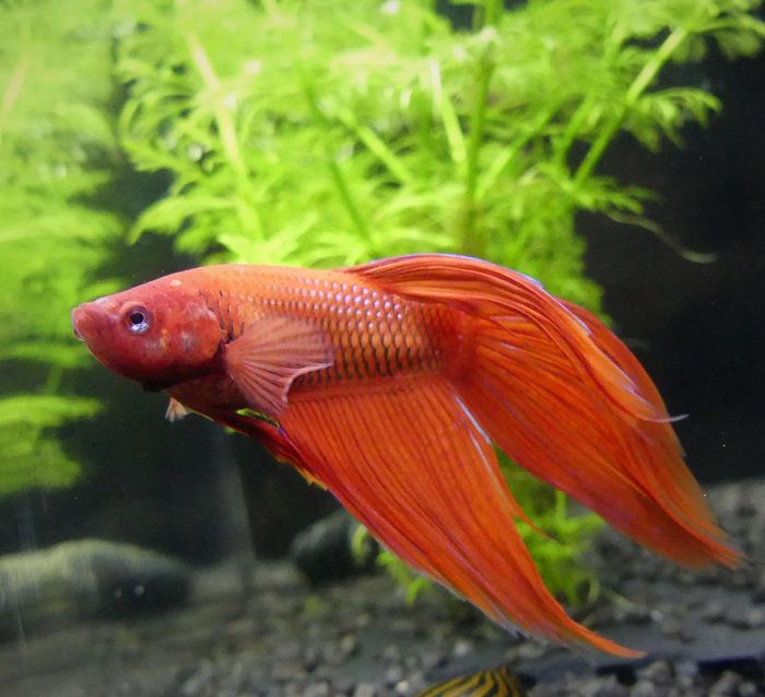 How do you know if a betta fish is sleeping