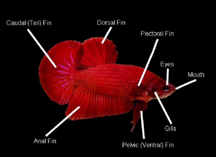 Species information of red betta fish